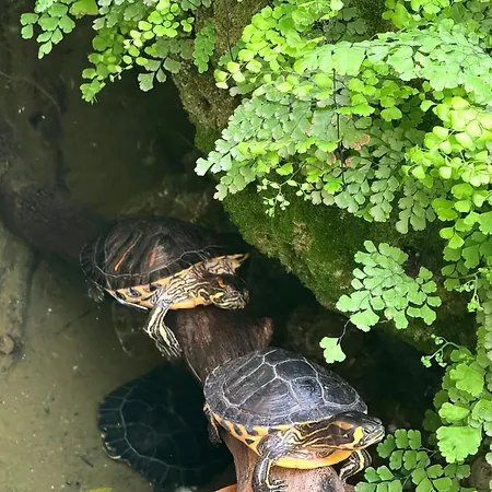 Alojamento de Acomodação e Pequeno-almoço Vertex Roma