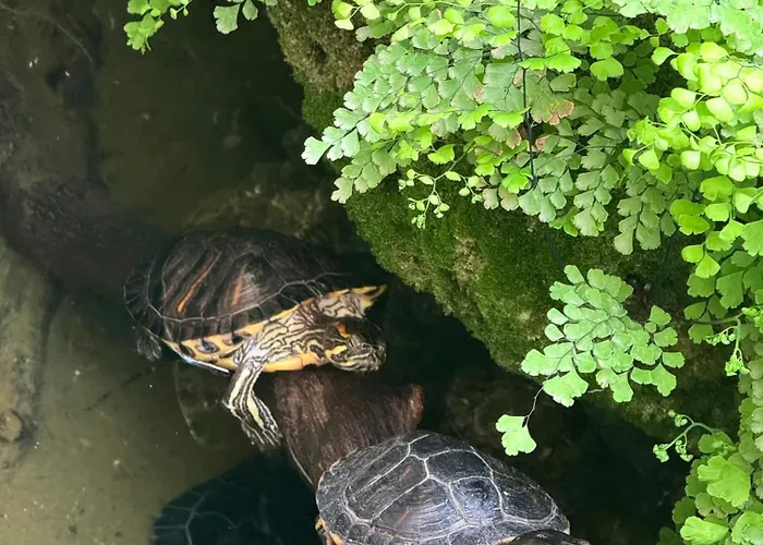 Panzió Vertex Róma